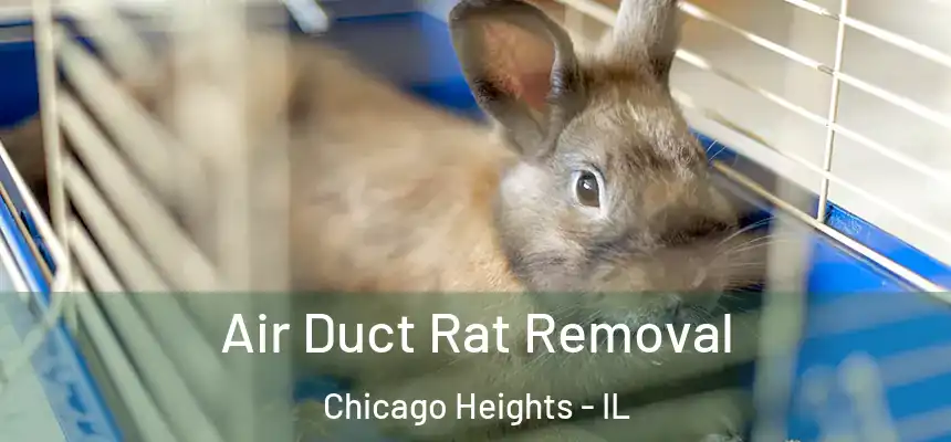 Air Duct Rat Removal Chicago Heights - IL